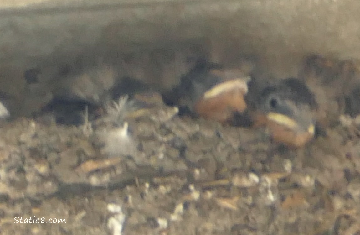 Barn Swallow babies in the nest