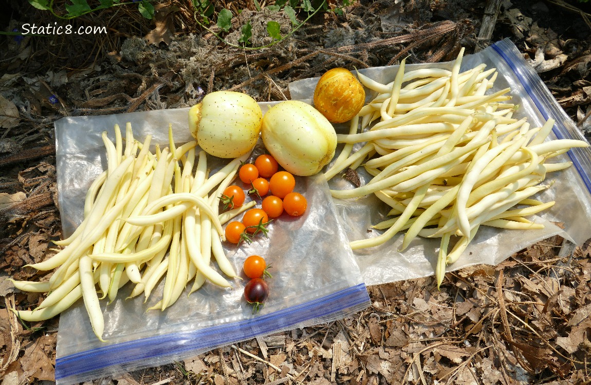 Harvested veggies on ziplocks on the ground