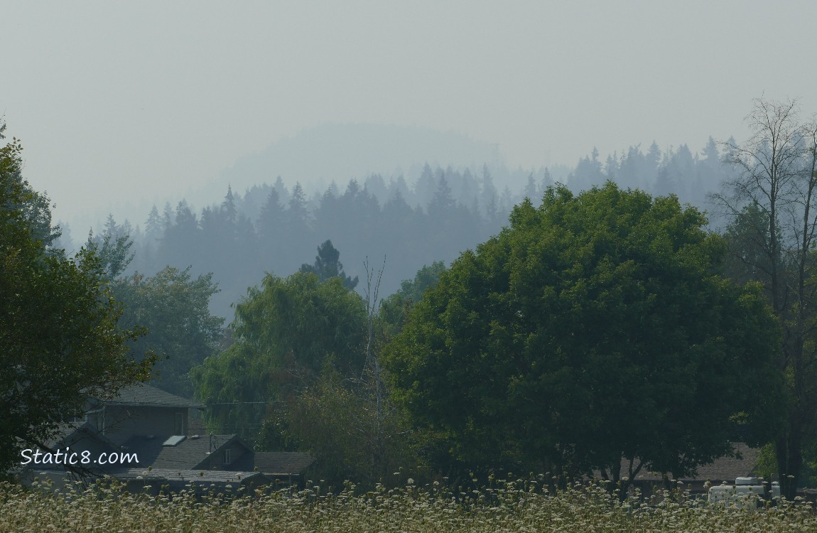 trees in the distance in the smog