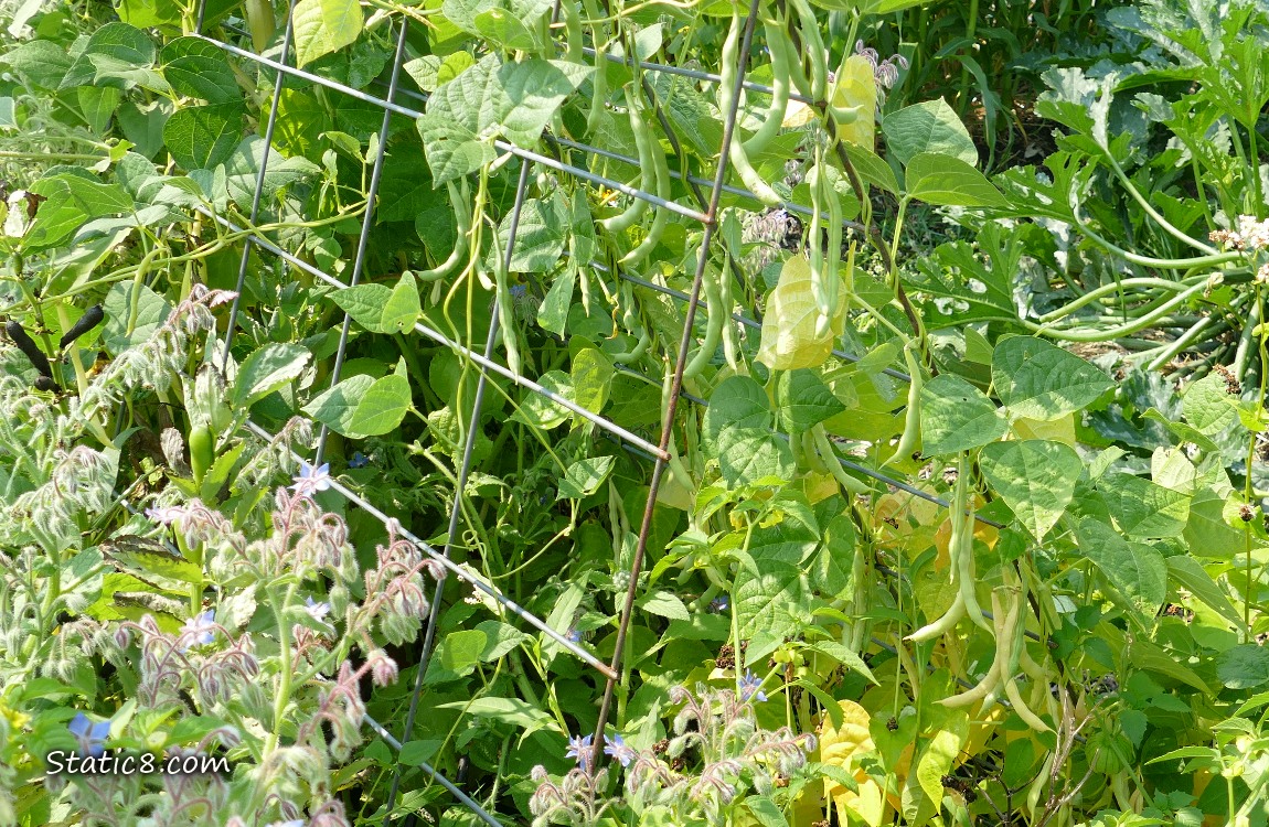 Bean plants on a wire trellis