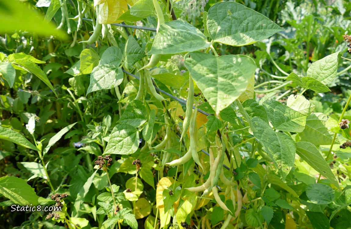 Bean plants on a wire trellis