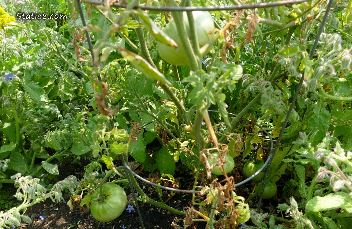 Tomato plant with green fruits ripening on it