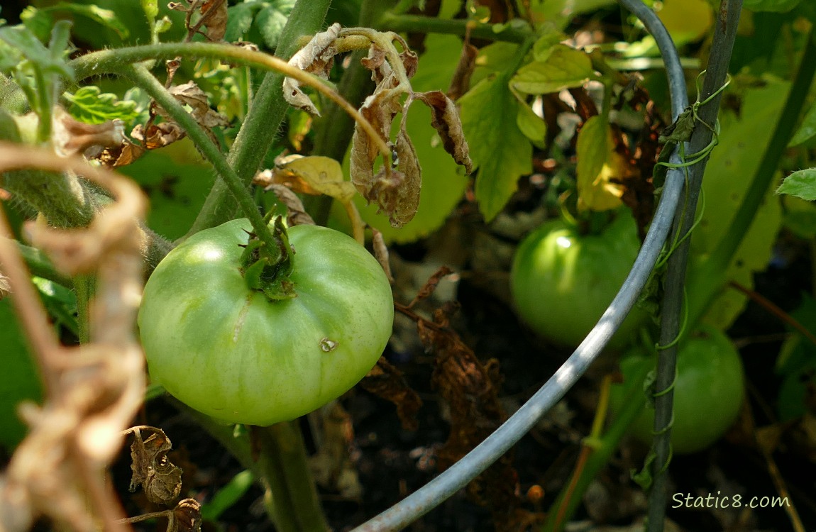 Tomato plant with green fruits ripening on it