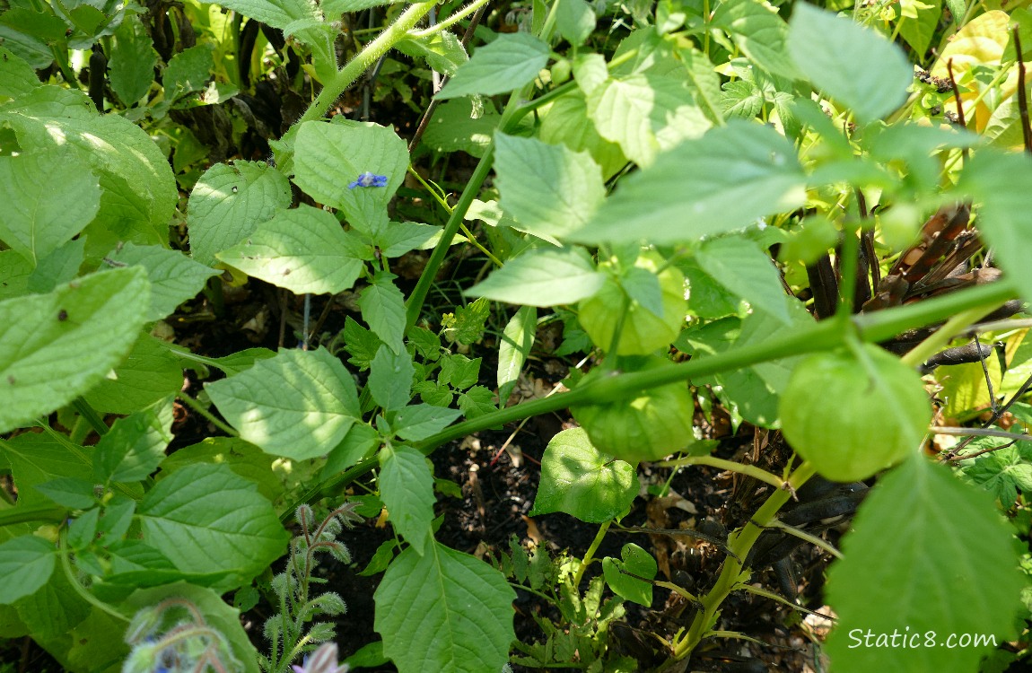 Looking down at a tomatillo plant with fruits