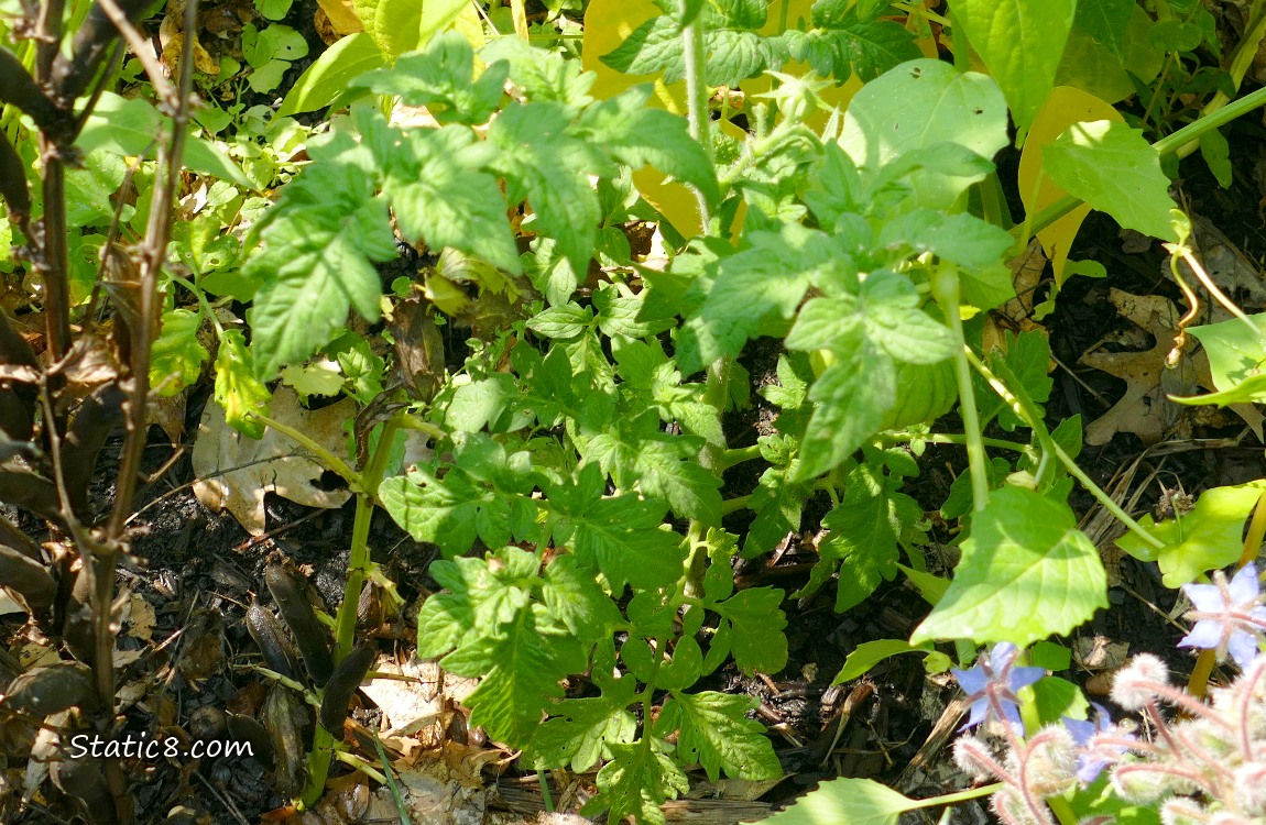 Tomato plant growing in a garden