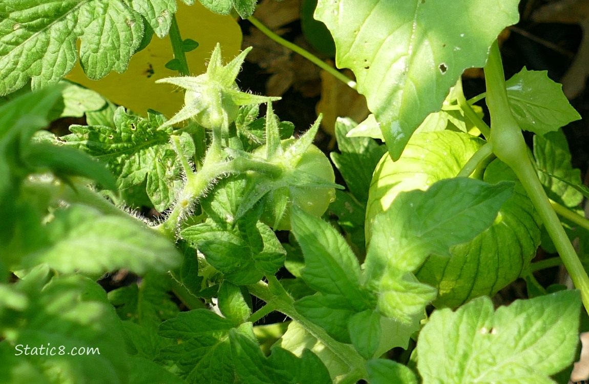 looking down at two small, green tomatoes on the plant