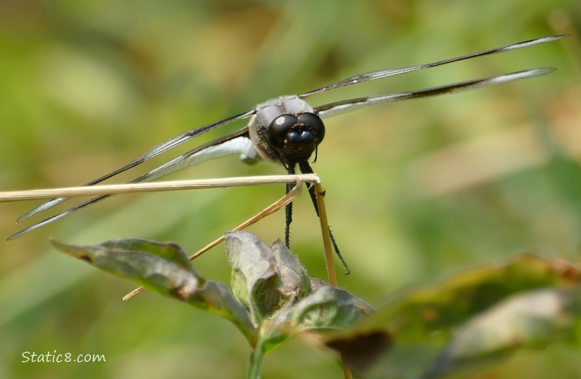 Looking head on at a dragonfly standing on a twig