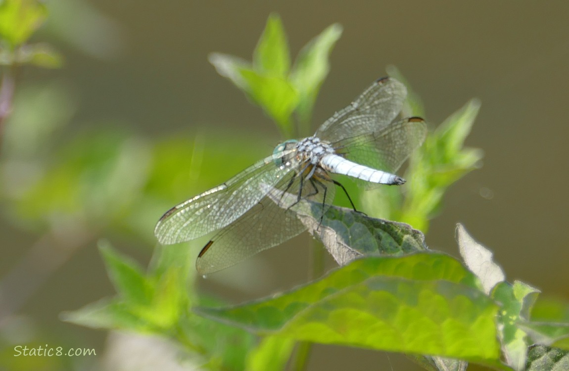 Dragonfly standing on a twig
