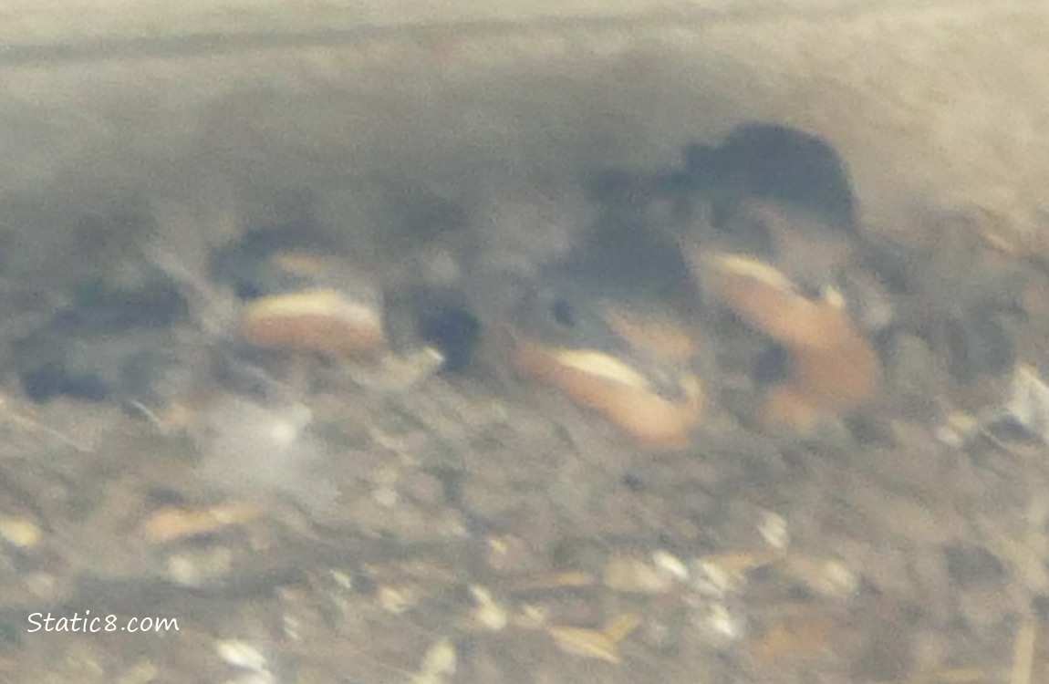 Three blurry Barn Swallow babies in the nest