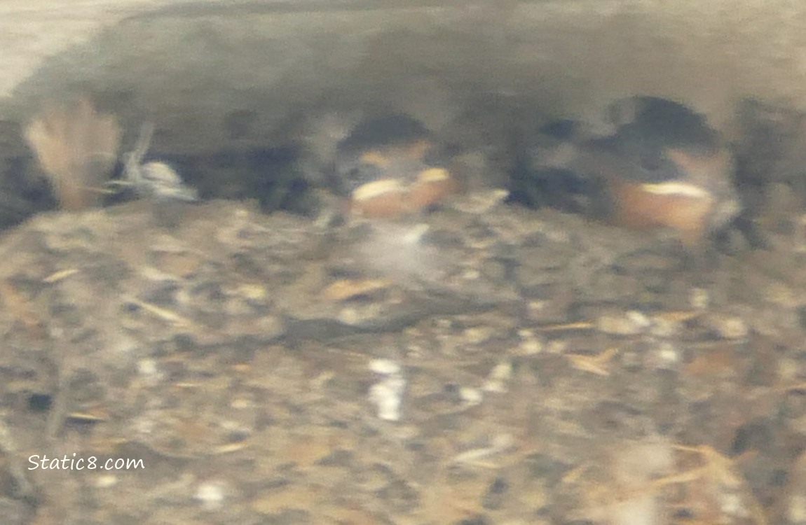 Two Baby Barn Swallows in the nest