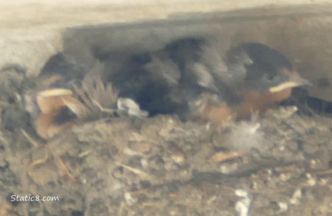Two Barn Swallow babies in the nest