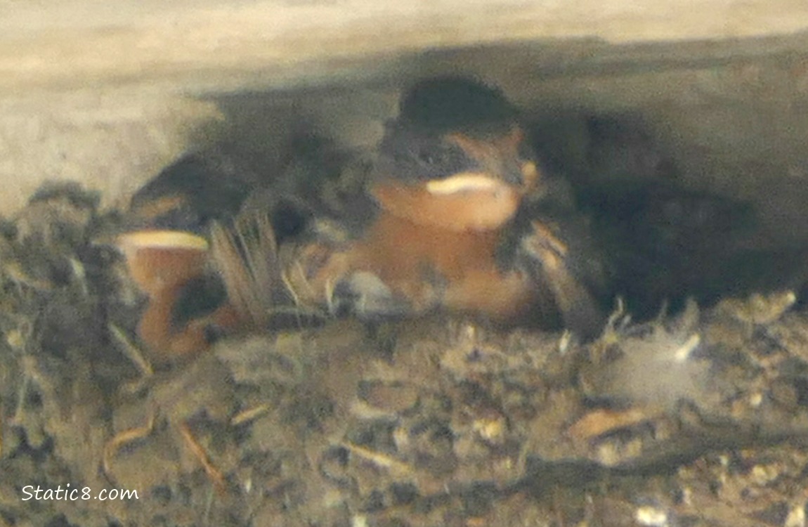 Two Barn Swallow babies in the nest