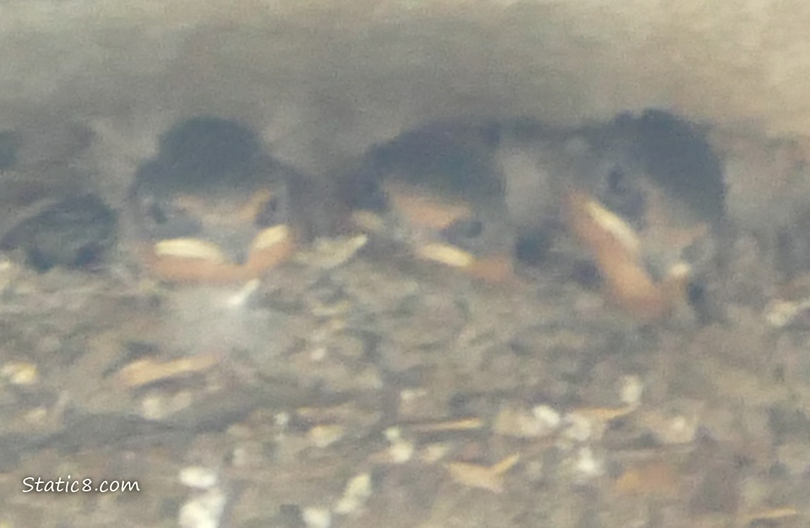 Three Barn Swallow babies in the nest