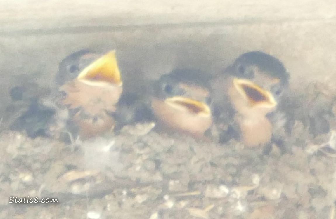 Three Barn Swallow babies in the nest