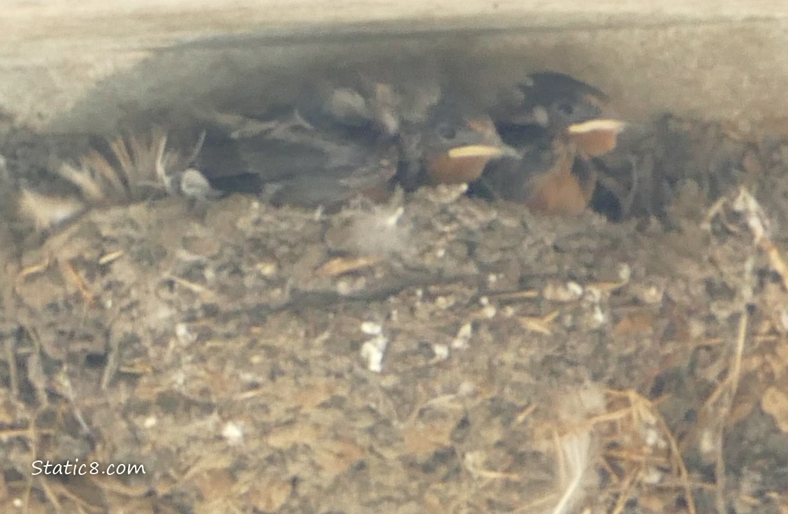 Barn Swallow nest with two babies in it