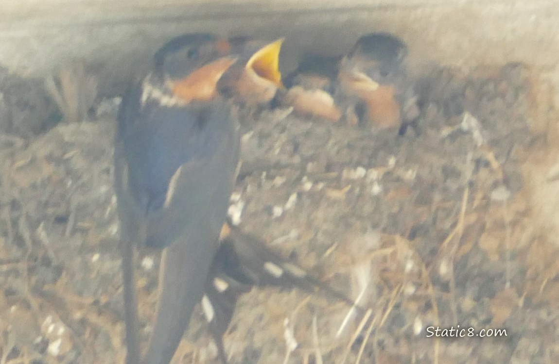 Barn Swallow parent standing on the edge of the nest with three begging babies