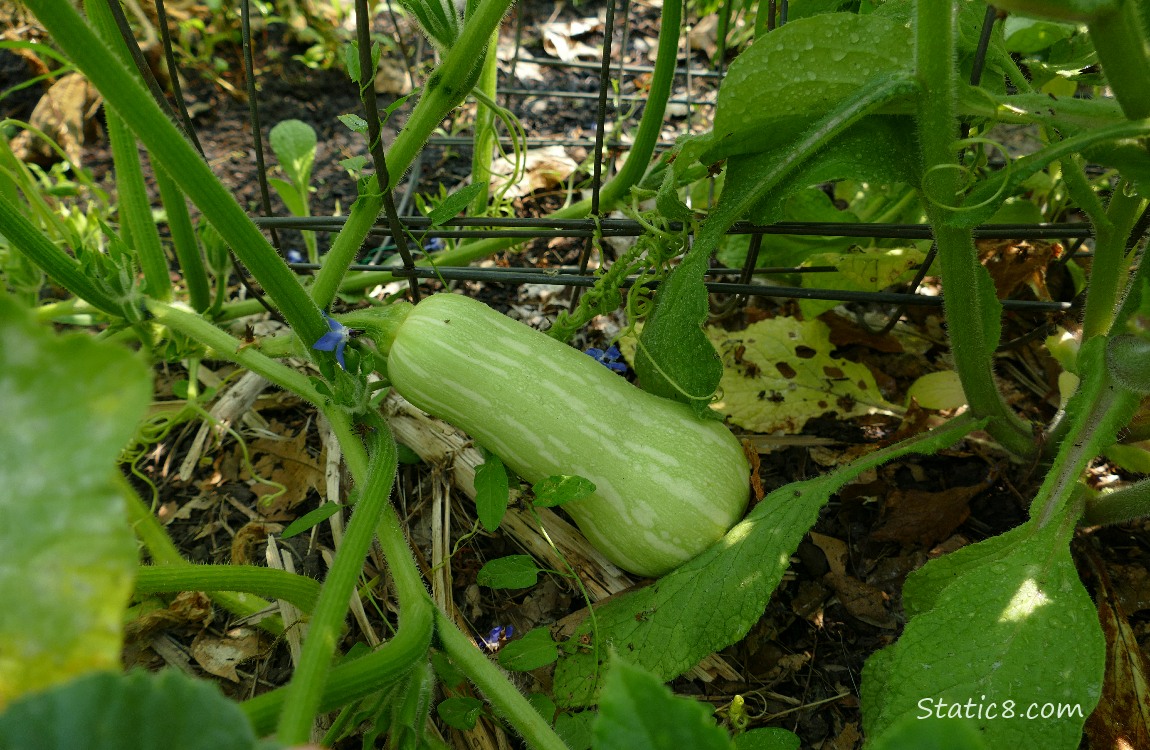 Butternut fruit growing under the leaves
