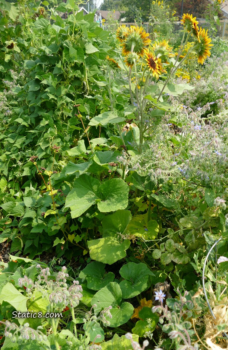 Garden plot