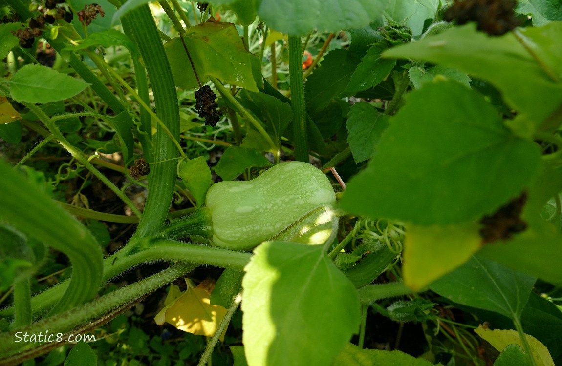 Butternut fruit growing under the leaves