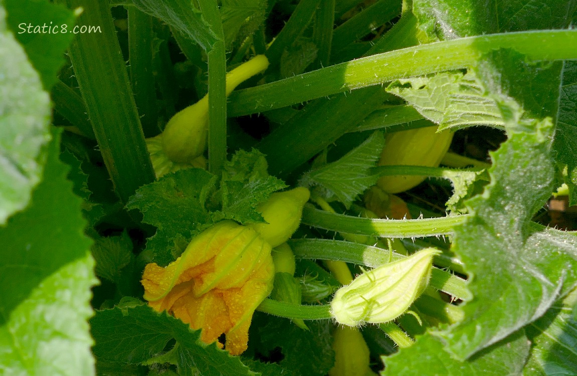 Crookneck squashes growing under the leaves