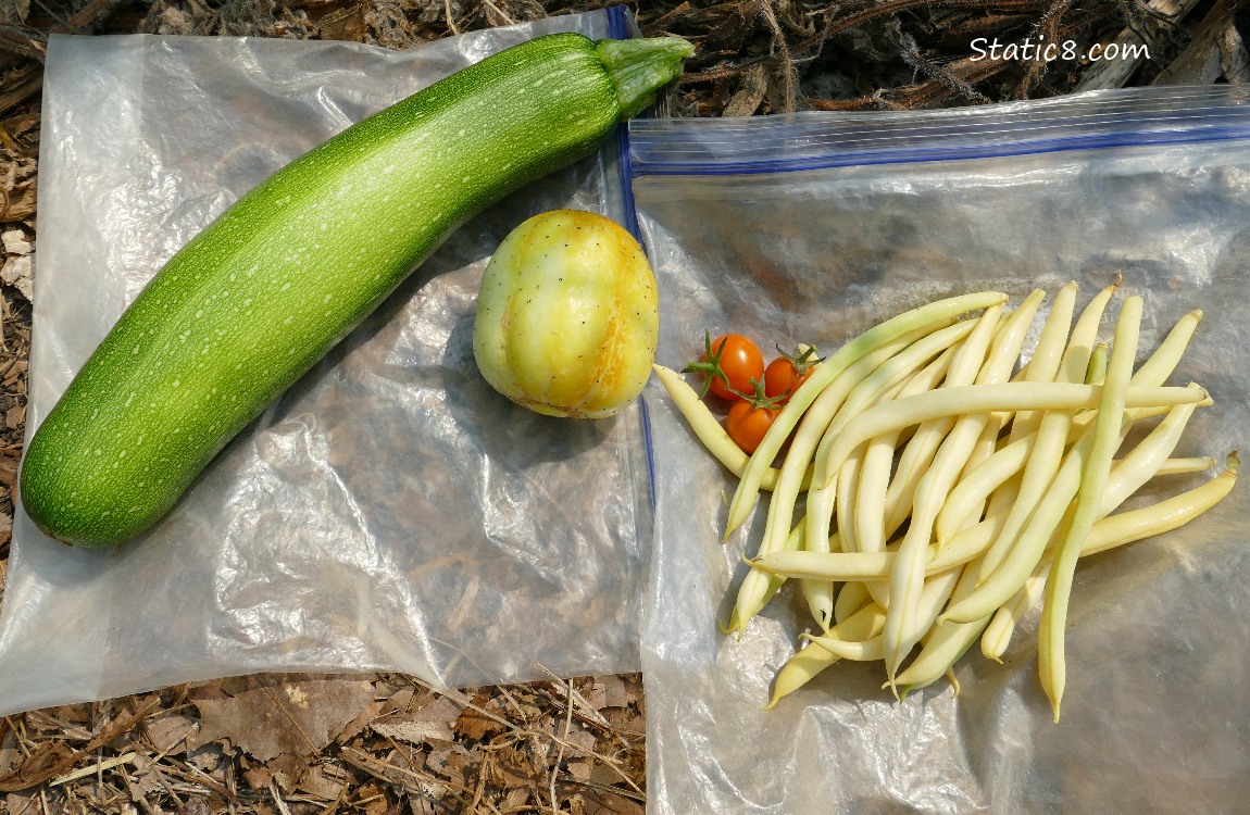 Harvested veggies laying on ziplocks on the ground