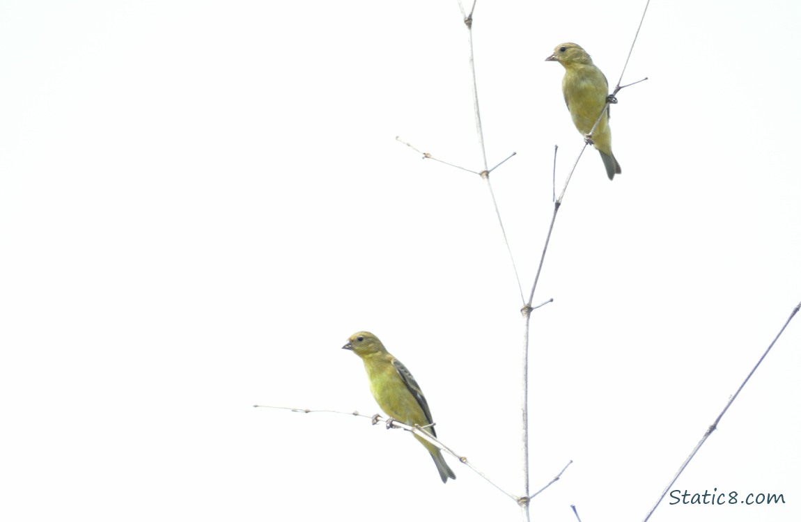 Lesser Goldfinches standing on twigs, grey sky behind