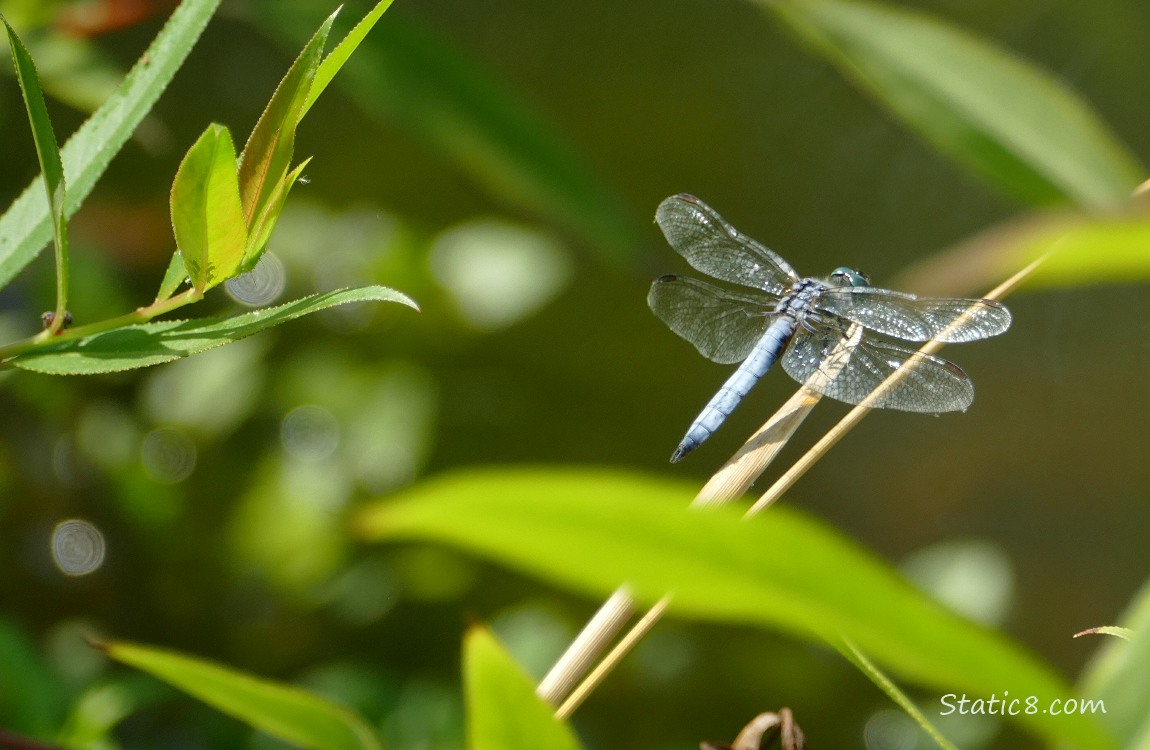 Dragonfly standing on a twig