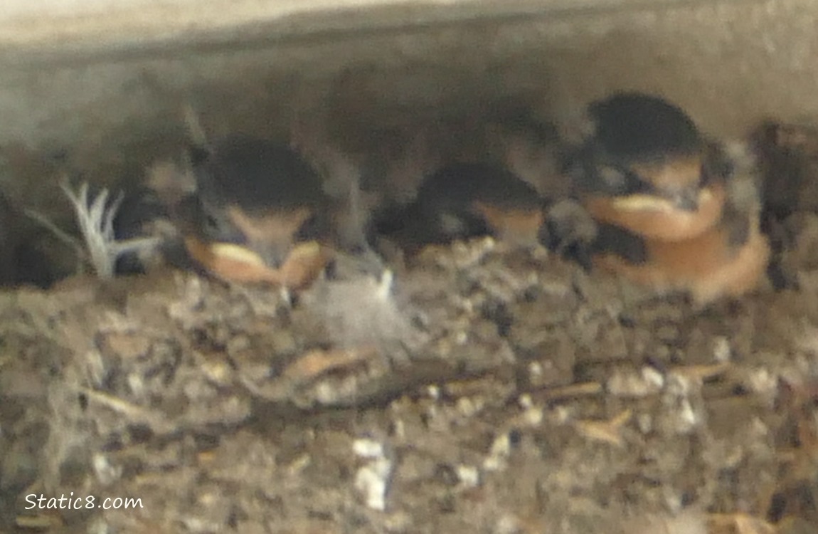 Three Barn Swallow Babies in the nest