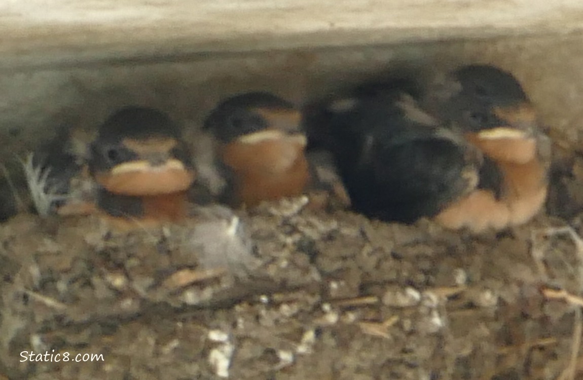 Three Barn Swallow babies in the nest