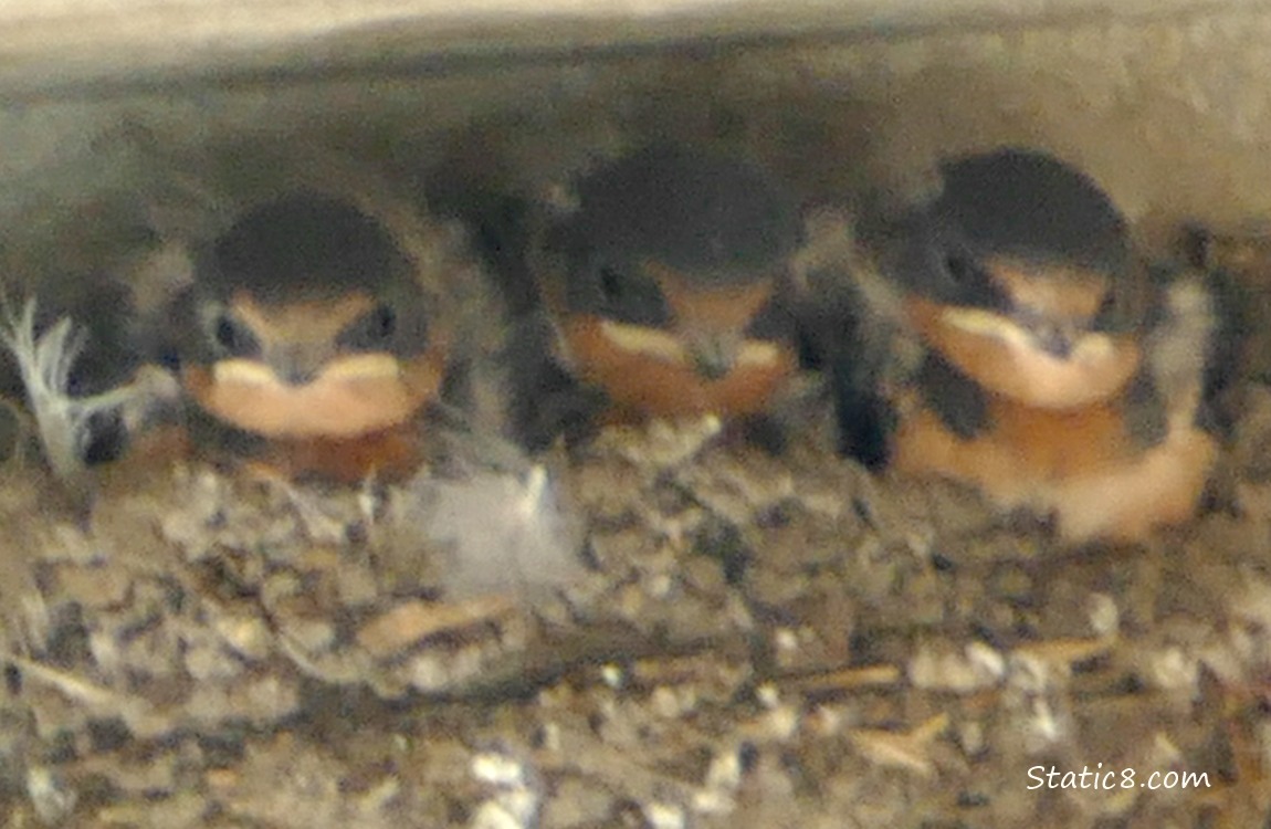 Three Barn Swallow Babies in the nest