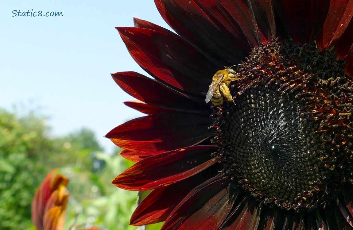 Honey Bee on a dark red sunflower
