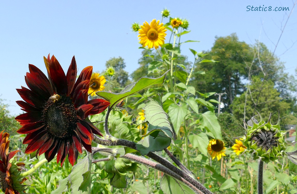Sunflower blooms in a garden plot