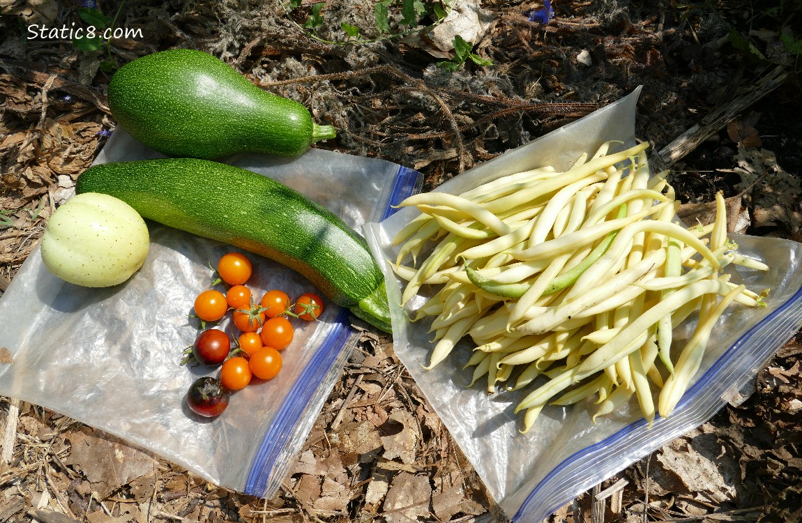 Harvested veggies on a ziplock on the ground