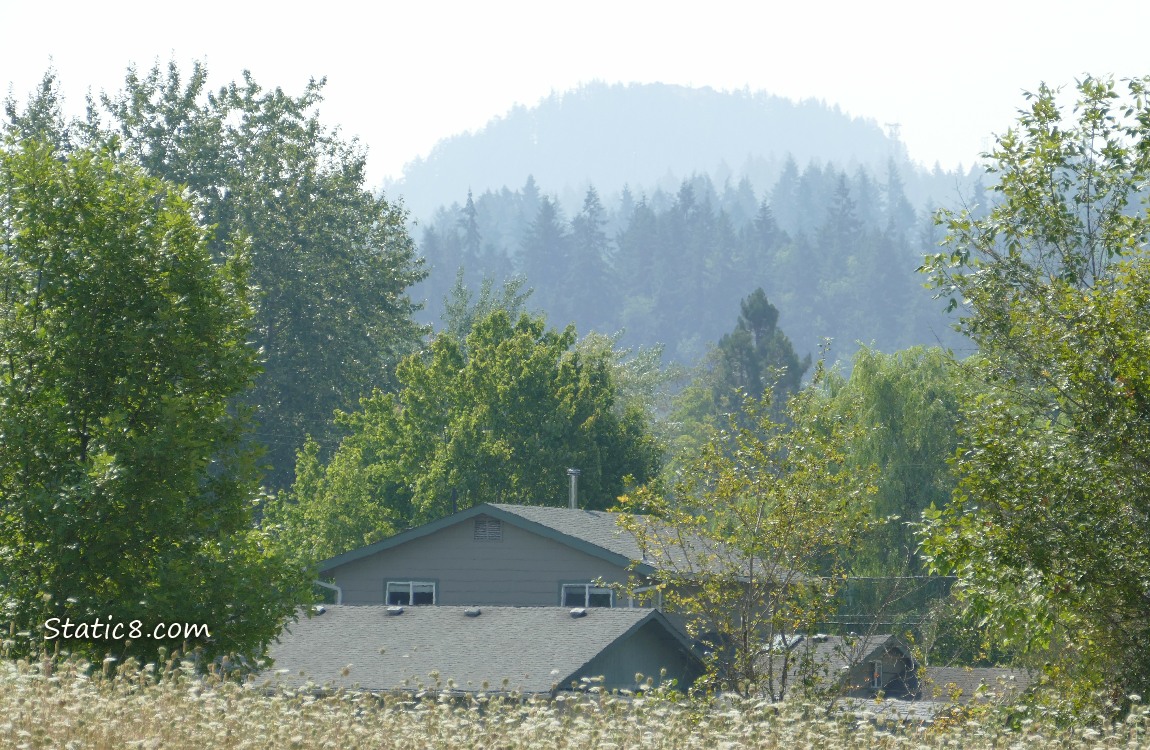 smoggy hill in the distance, past trees
