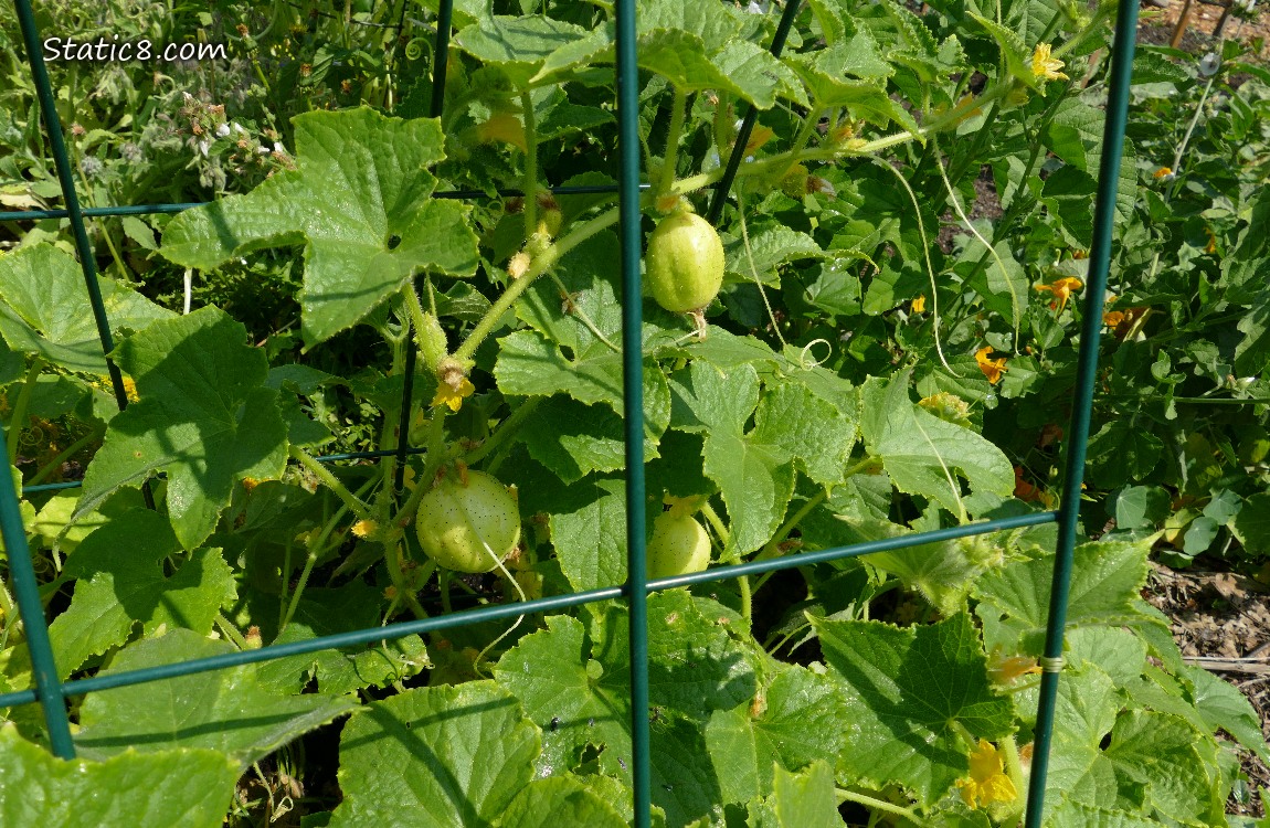 Lemon cucmber fruits growing on the vine