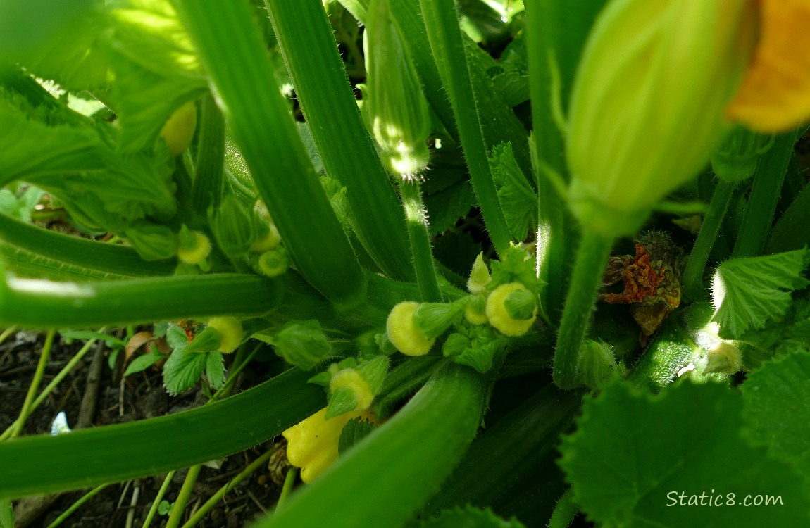 Tiny Patty Pan fruits growing on the plant under the leaves