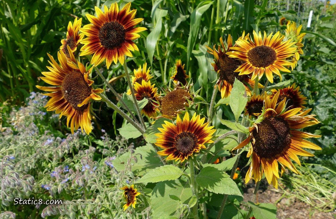 Sunflower blooms in a garden plot
