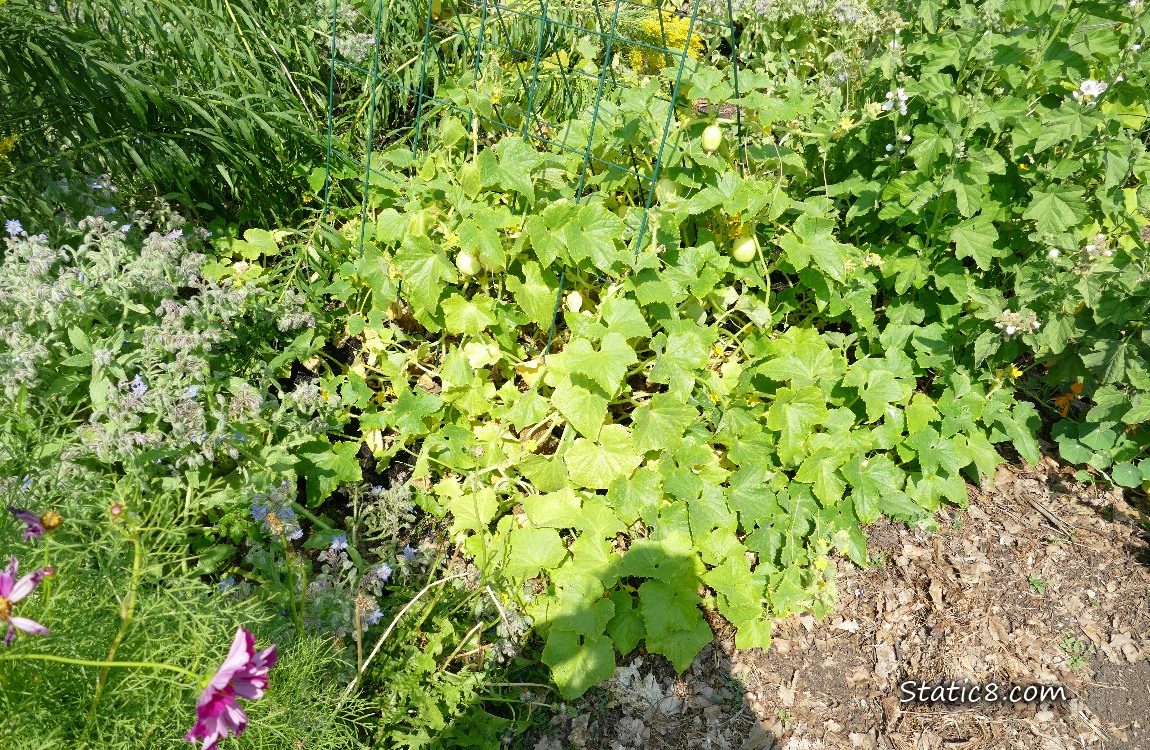 Garden plot