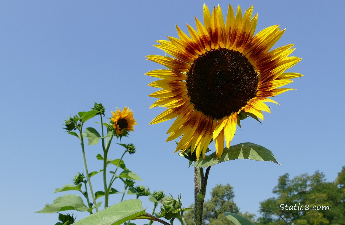 Sunflower blooms with blue sky behind