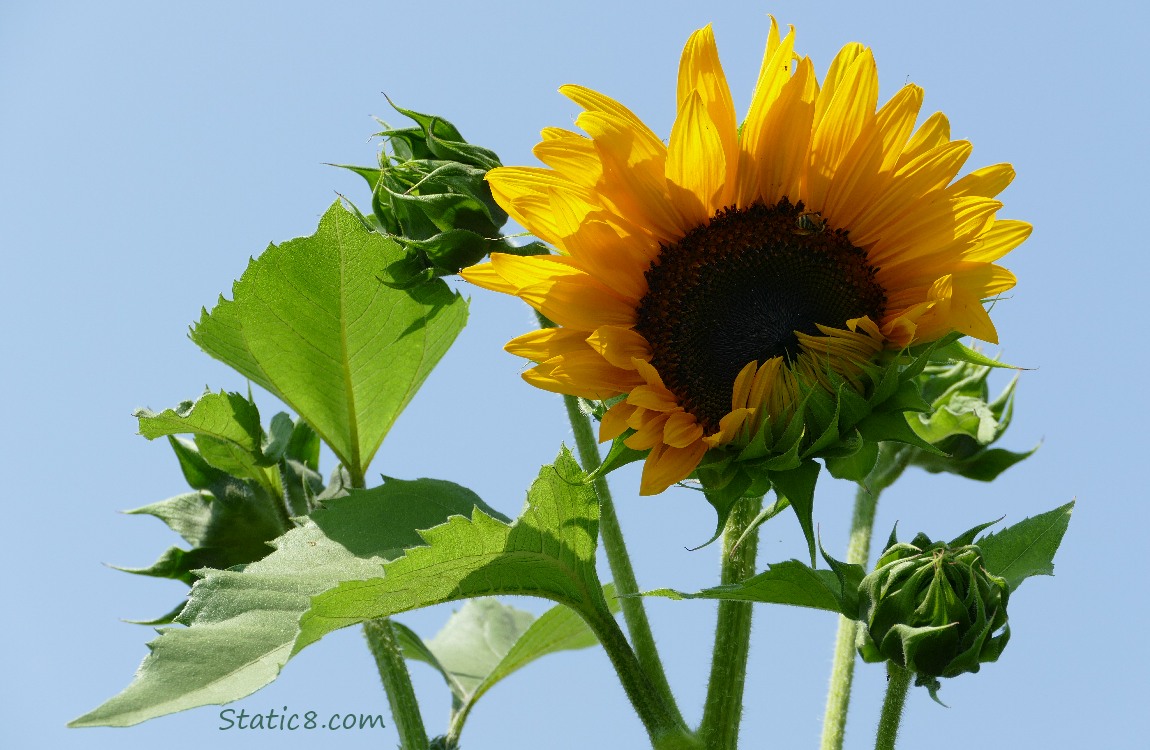 Sunflower blooms with blue sky behind