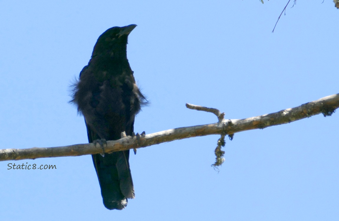Silhouette of a crow standing on a dead branch