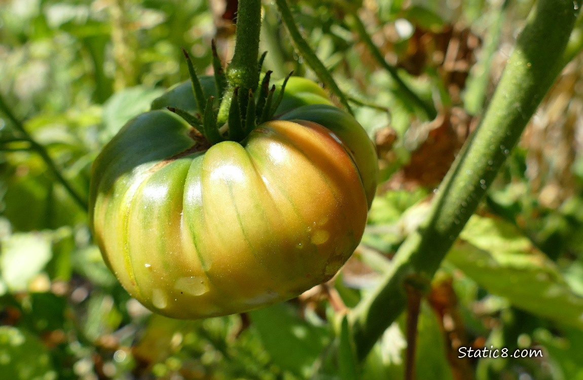 Tomato fruit ripening on the vine