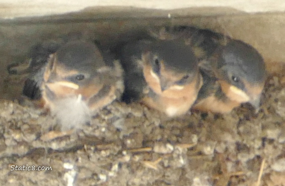 Three Barn Swallow babies in the nest