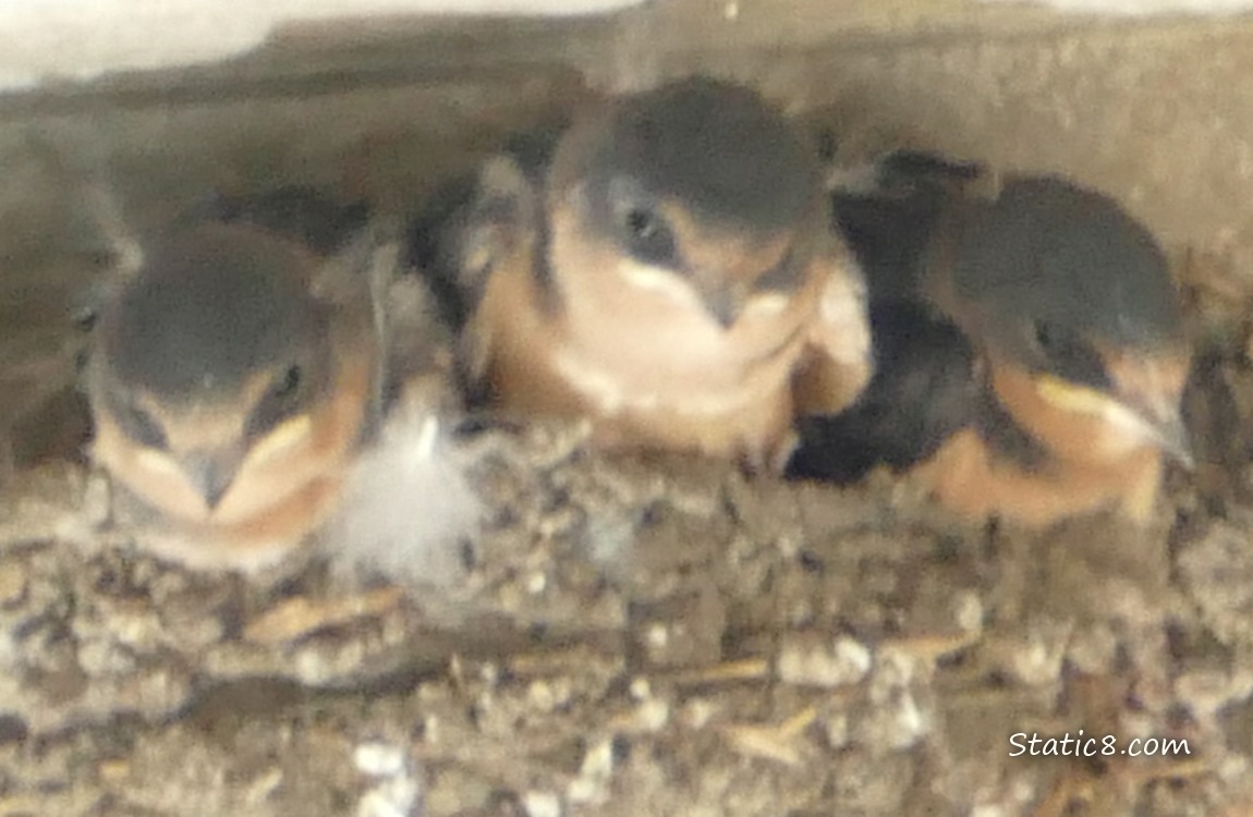 Three Barn Swallow babies in the nest