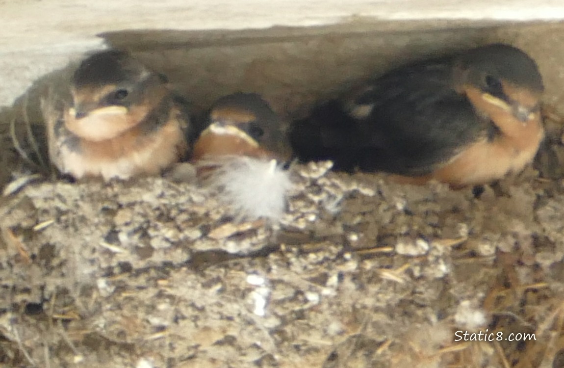 Three Barn Swallow babies in the nest