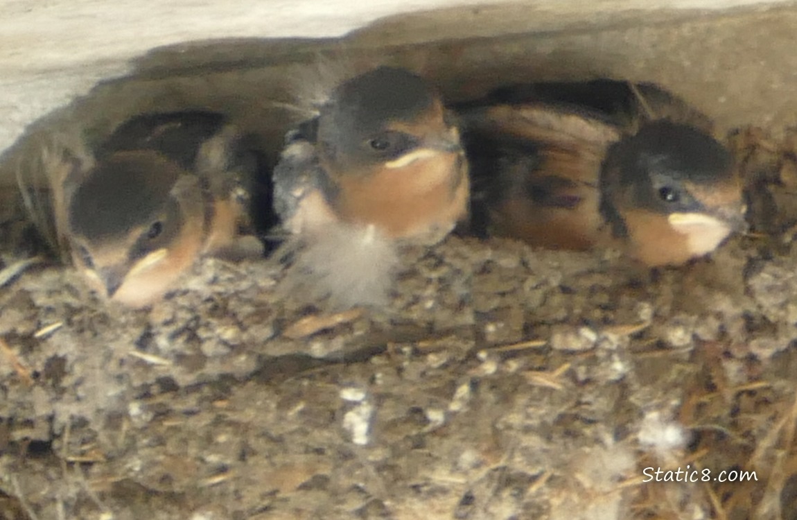 Three Barn Swallow babies in the nest