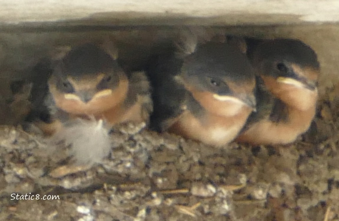 Three Barn Swallow babies in the nest
