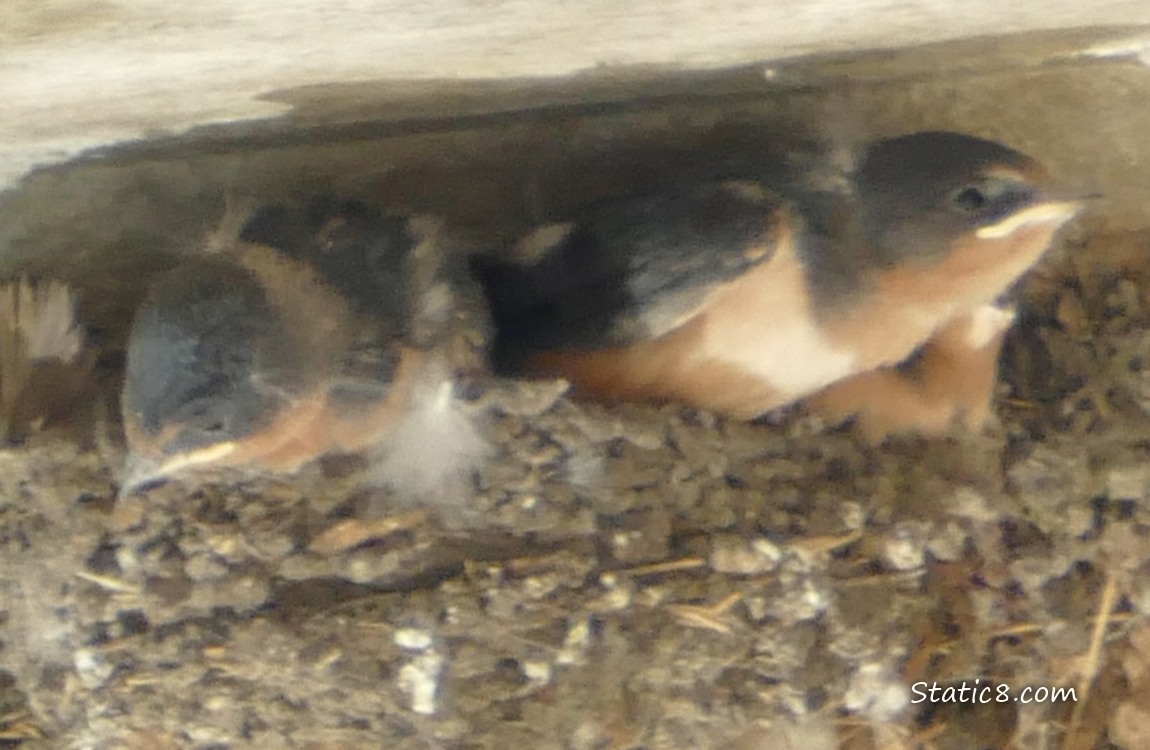 Three Barn Swallow babies in the nest