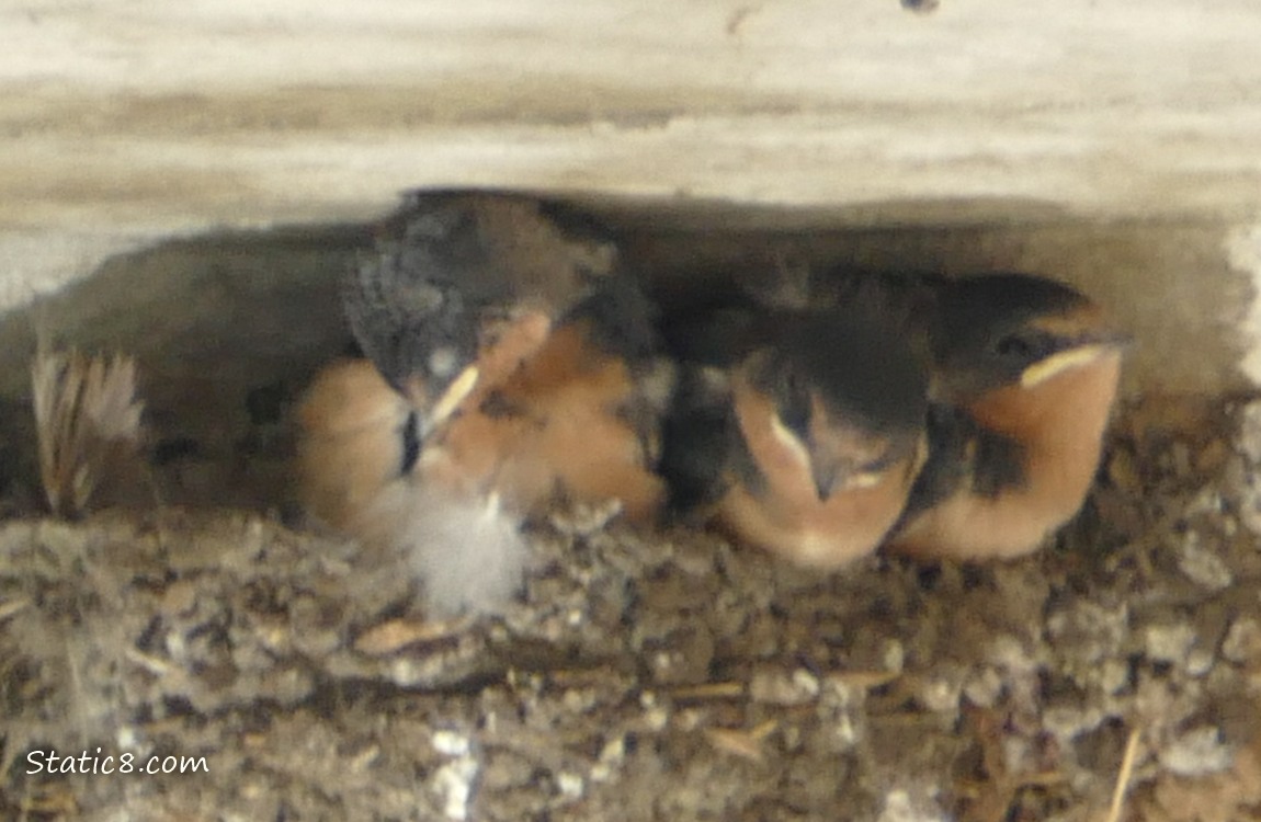 Three Barn Swallow babies in the nest, one has an itch