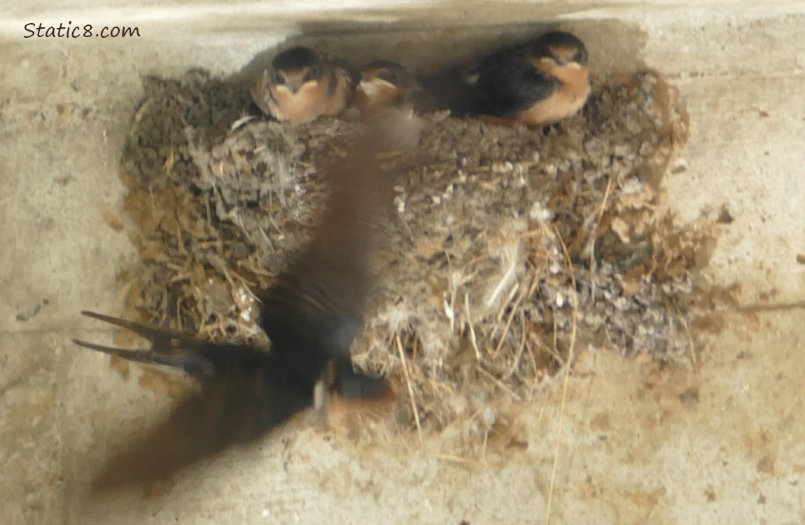 Blurry Barn Swallow parent flies by the nest with three babies